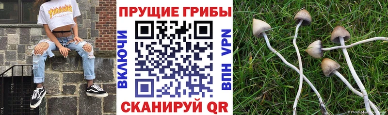 Галлюциногенные грибы мицелий  что такое   мориарти клад  Спас-Деменск 